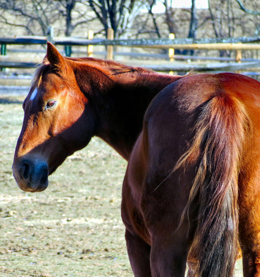 Sunset Pony Photograph by Art Dingo | Fine Art America