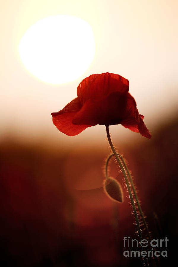 Poppy Photograph - Sunset Poppy by Tim Gainey