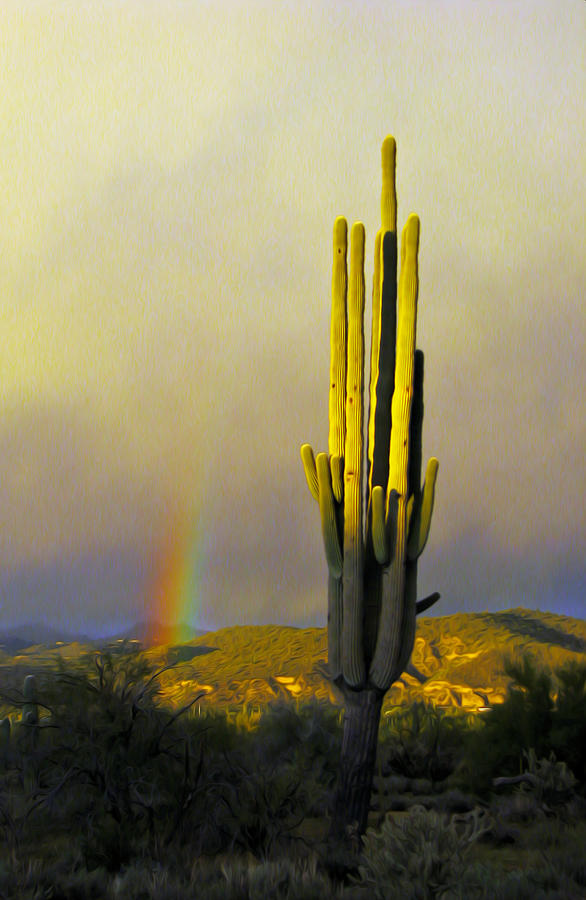 Sunset Rainbow Cactus Photograph by John Haldane
