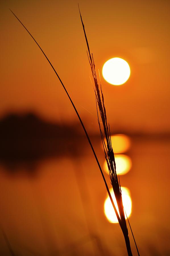 Sunset Reed Photograph by Billy Beck