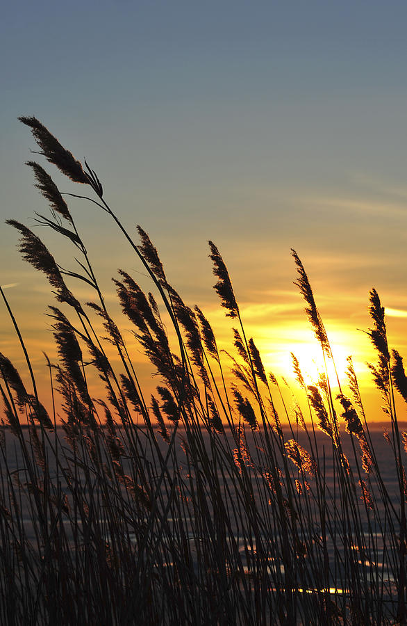 Sunset Reeds IBSP New Jersey Photograph by Terry DeLuco