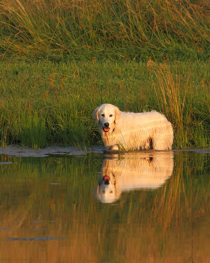 Sunset Retriever Photograph by Coby Cooper
