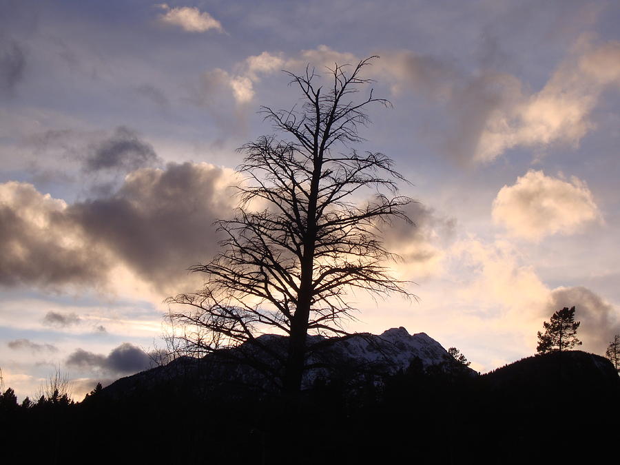 Sunset Ridge Tree Silhouette Photograph