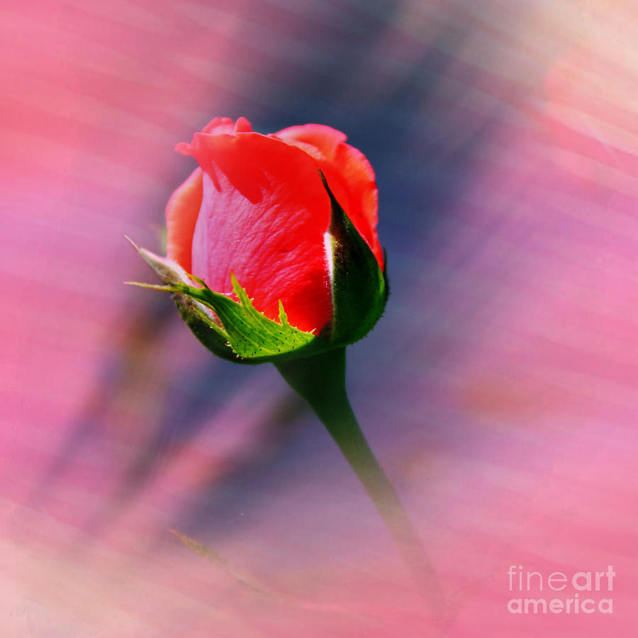 Nature Photograph - Sunset Rose Bud by Judy Palkimas