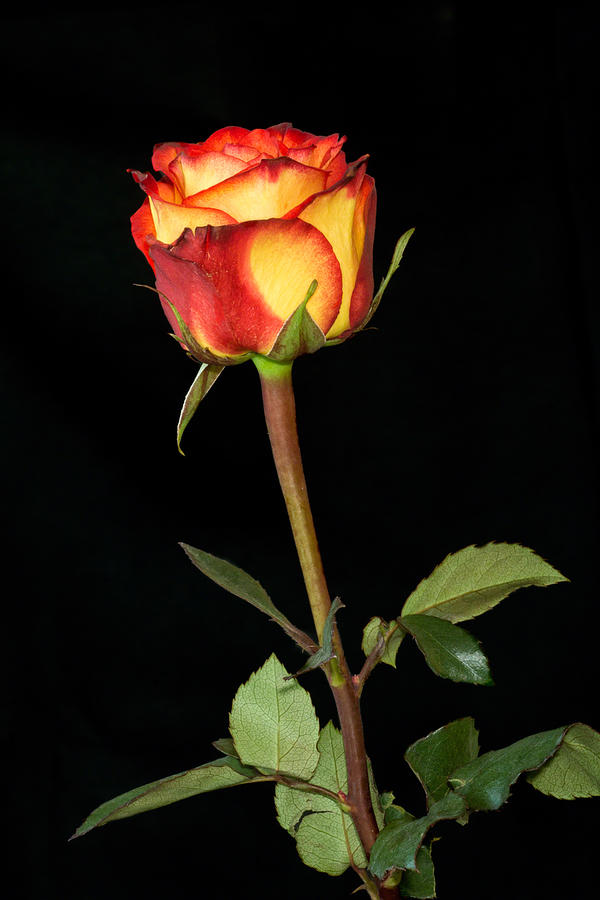 Sunset Rose Photograph by Dawn Currie