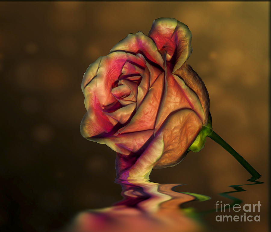 Sunset Rose Photograph by Shirley Mangini
