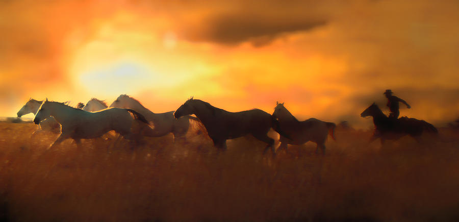 Horse Photograph - Sunset Round Up by Errol Wilson