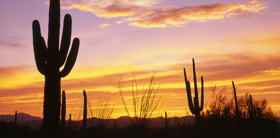 Tucson Photograph - Sunset Saguaro Cactus Saguaro National by Panoramic Images