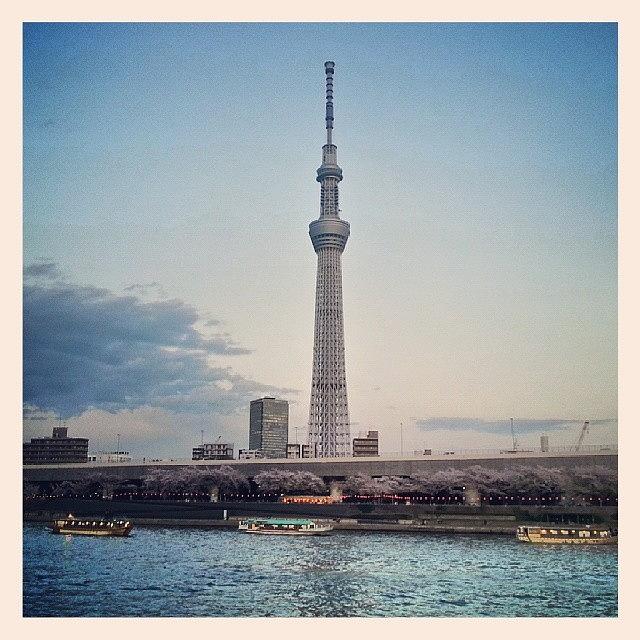 Sumida Photograph - Sunset Sakura At The Sumida River by For 91 Days Travel Blog