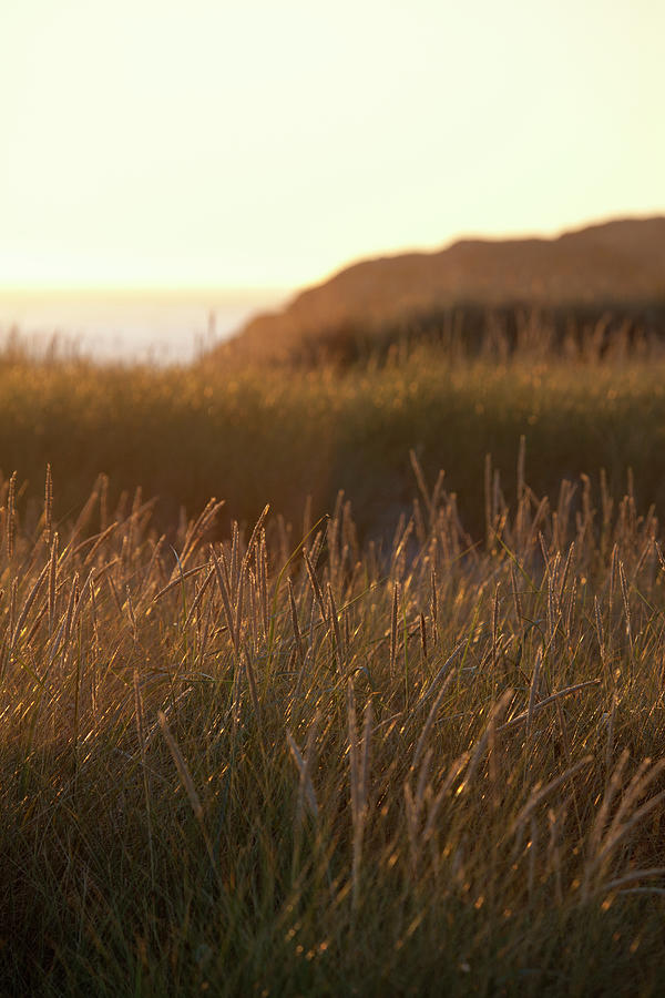 Sunset Sea Grass Coastline Photograph by Driendl Group