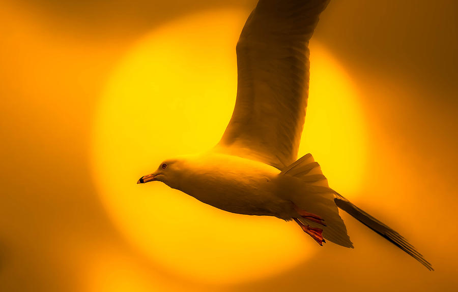 Sunset Seagull Photograph by Brian Stevens
