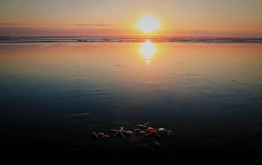 Sunset Seashells Photograph by Athena Mckinzie