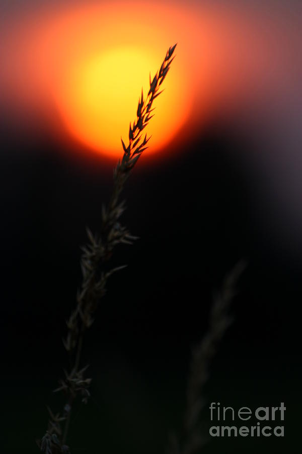 Sunset Seed Silhouette Photograph by Jeremy Hayden