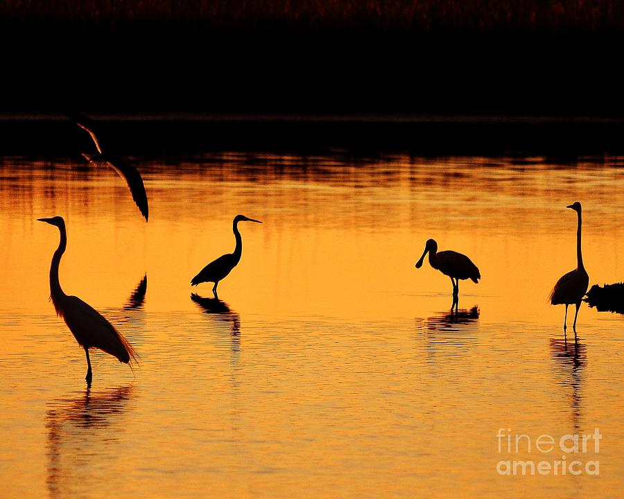 Egret Photograph - Sunset Silhouette by Al Powell Photography USA