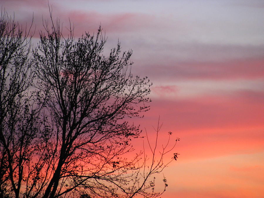 Sunset Silhouette Photograph by Ellen Meakin