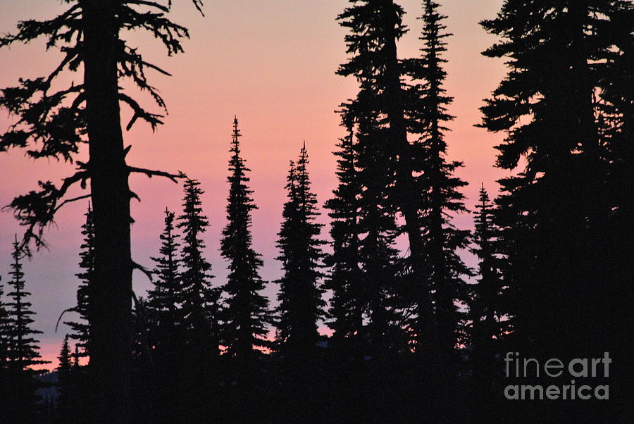 Sunset silhouette Photograph by Frank Larkin