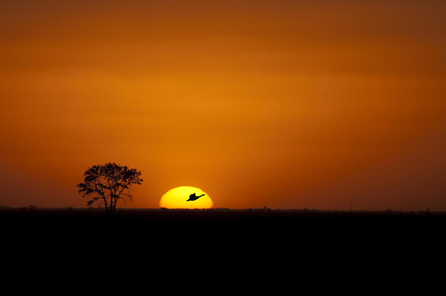 Sunset Silhouette Photograph by Nebojsa Novakovic