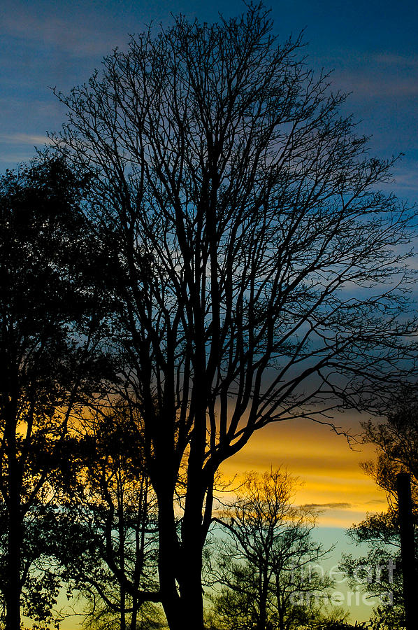 Sunset Silhouette Photograph by Venetta Archer