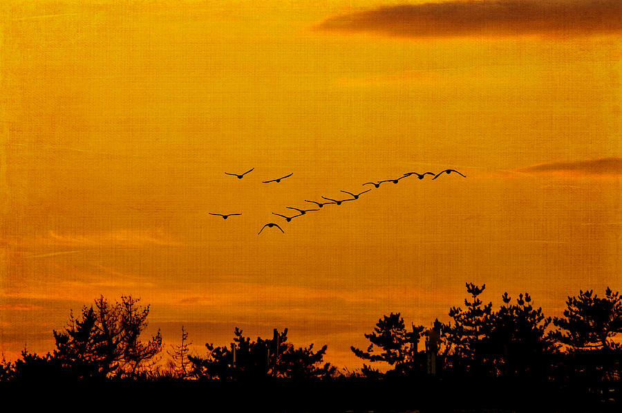 Sunset Silhouettes Photograph by Cathy Kovarik