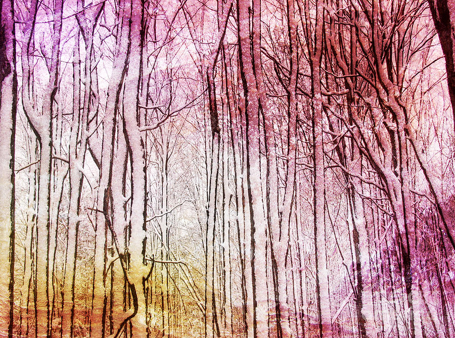 Tree Photograph - Sunset Snow Twigs by Kathi Mirto