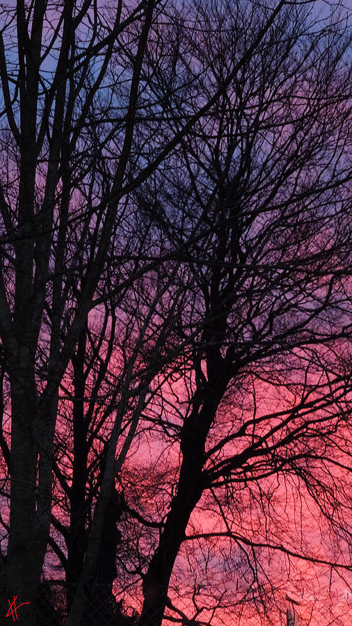 Sunset  Spring Magic  Photograph by Colette V Hera Guggenheim