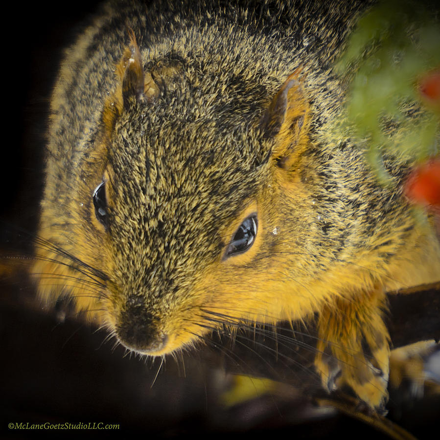 Animal Photograph - Sunset Squirrel by LeeAnn McLaneGoetz McLaneGoetzStudioLLCcom