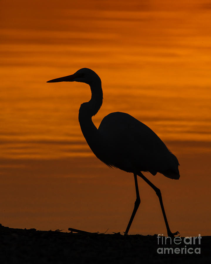Heron Photograph - Sunset Stroll by Carl Jackson