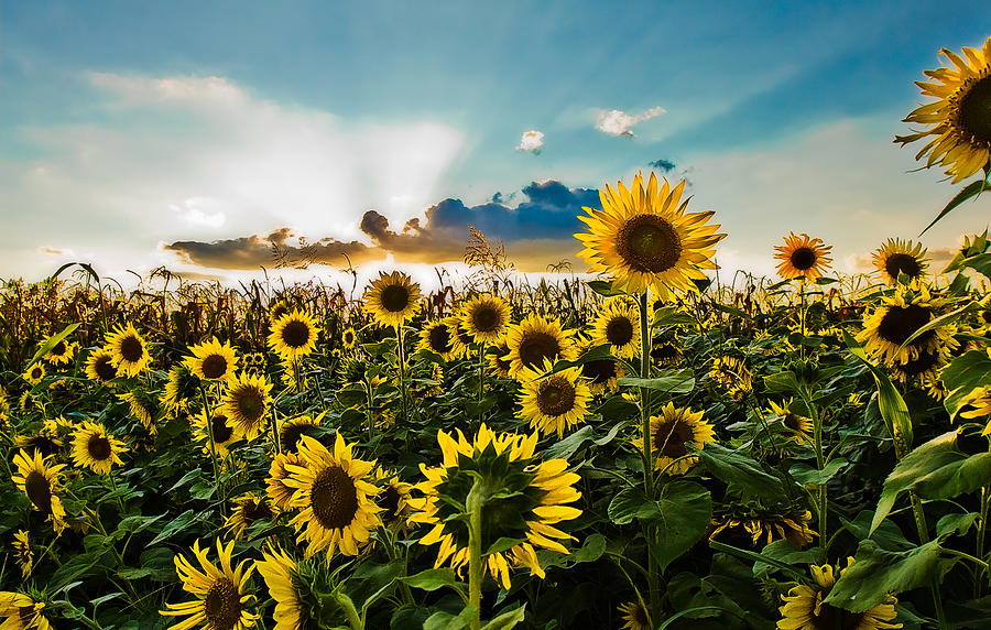 Sunset Sunflowers Photograph by Robert FERD Frank