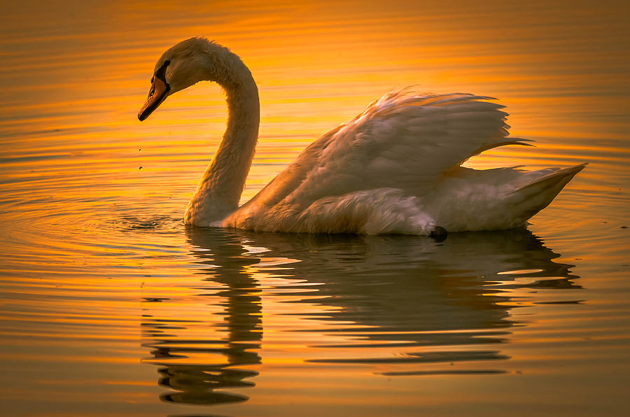 Nature Photograph - Sunset Swan by Brian Stevens