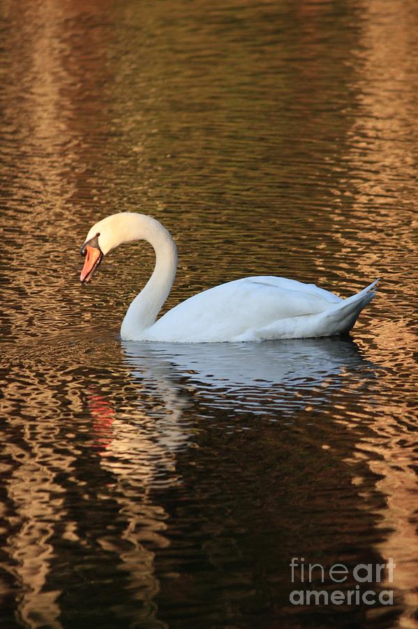 Sunset Swan Photograph by Carol Groenen