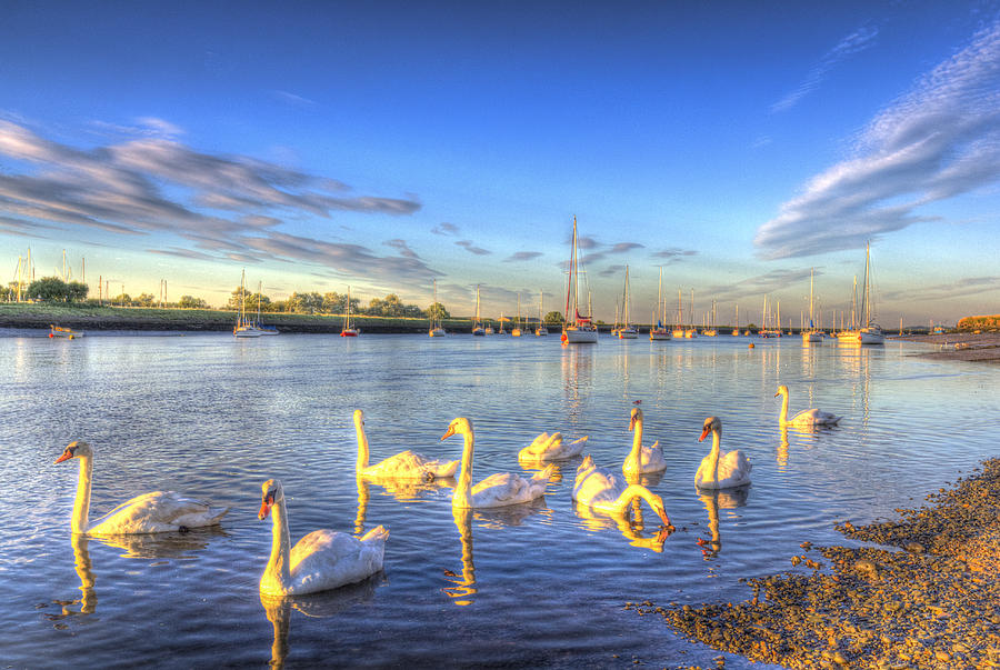 Sunset Swans Photograph by David Pyatt