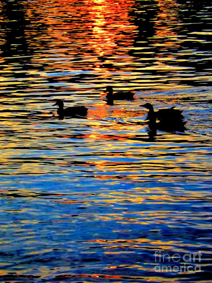 Sunset Photograph - Sunset Swim by Robyn King