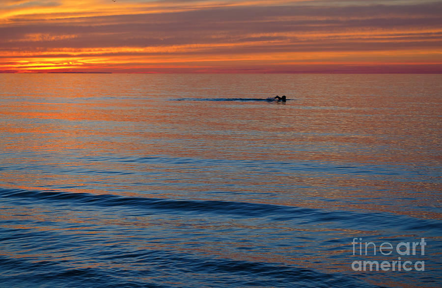 Sunset Swimmer Photograph by Maria Janicki