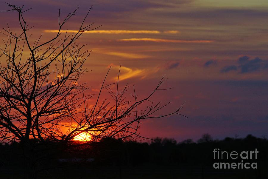 Sunset Through the Branches Photograph by Lynda Dawson-Youngclaus