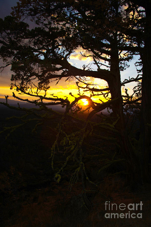 Sunset Through Branch Photograph by Jane Axman