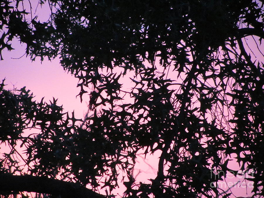Sunset Through Oak Leaves Photograph by Susan Carella