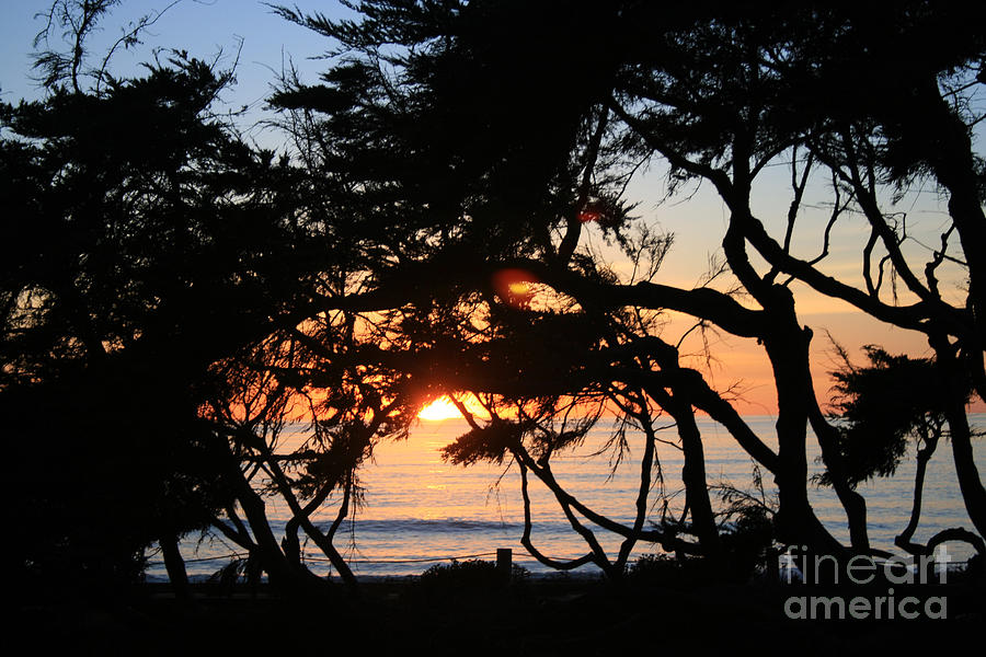 Sunset Through the Cypress Trees Cambria Photograph by Ian Donley