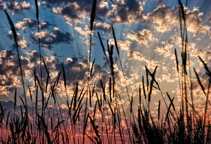 Sunset Through the Grasses Photograph by Don Schwartz