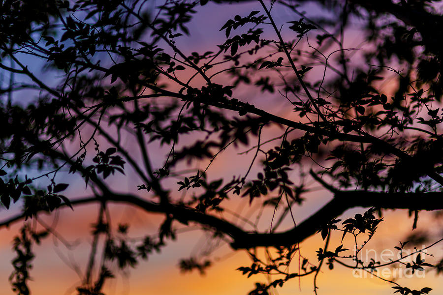 Sunset Through The Leaves Photograph By Glenn Brogan | Fine Art America