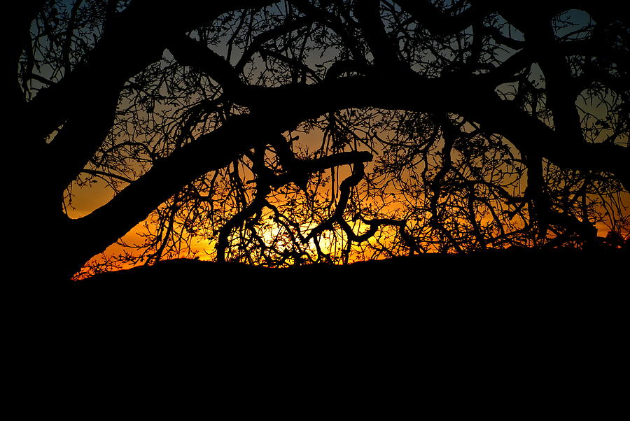 Sunset through the Oak Photograph by Liz Vernand