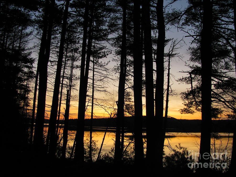Sunset Through the Pines Photograph by Lili Feinstein