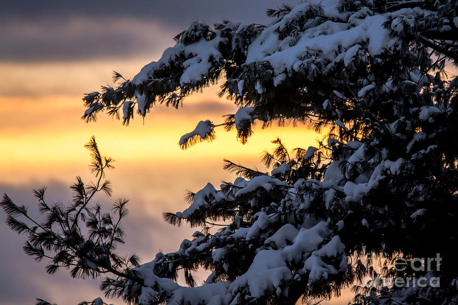Sunset through the Snowy Branches Photograph by Cheryl Baxter
