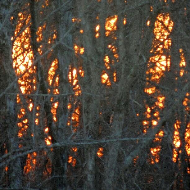 Sunset Photograph - Sunset Through The Tree Branches by Kelli Stowe