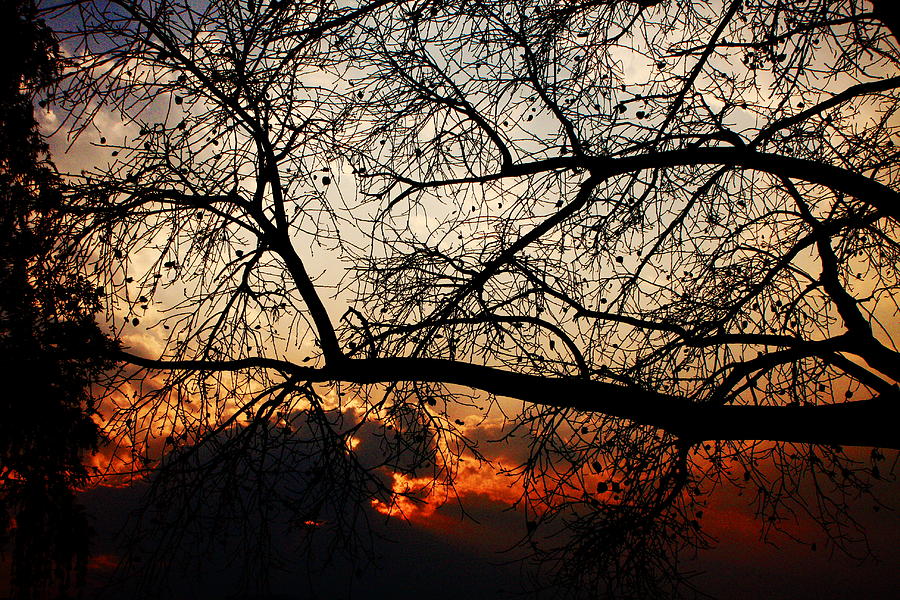Sunset Through The Trees Photograph by Aidan Moran
