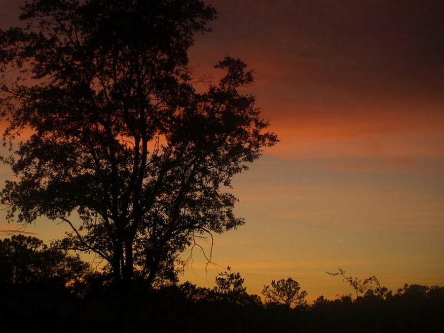 Sunset Through the Trees Photograph by Jo Jurkiewicz