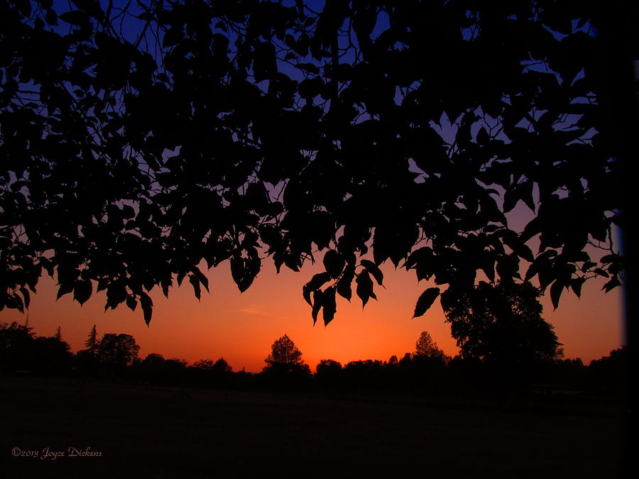 Sunset Through The Trees Photograph by Joyce Dickens
