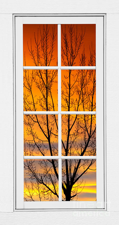 Tree Photograph - Sunset Through the Trees Window View  by James BO Insogna