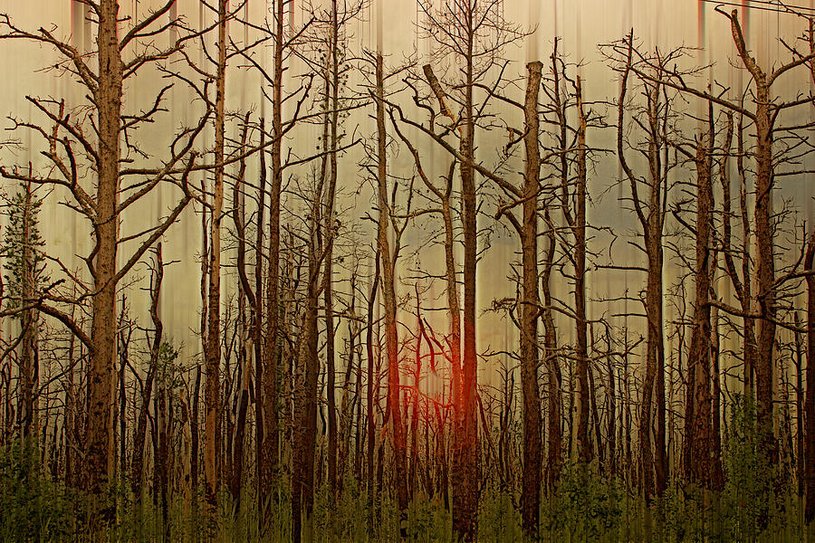 Nature Photograph - Sunset thru the Pine Barrens by Tom Gari Gallery-Three-Photography