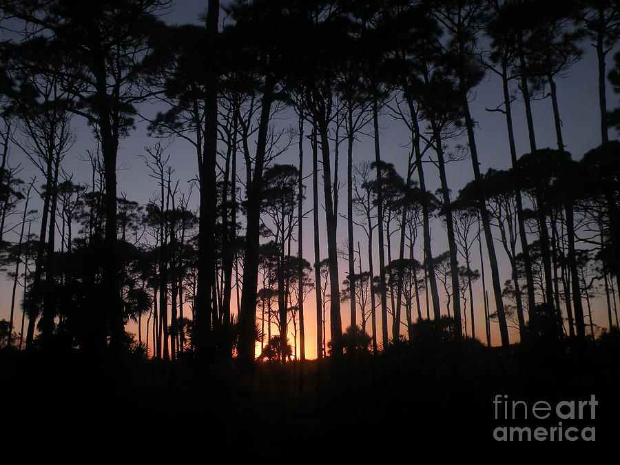 Sunset thru the Pines II Photograph by Lora Duguay
