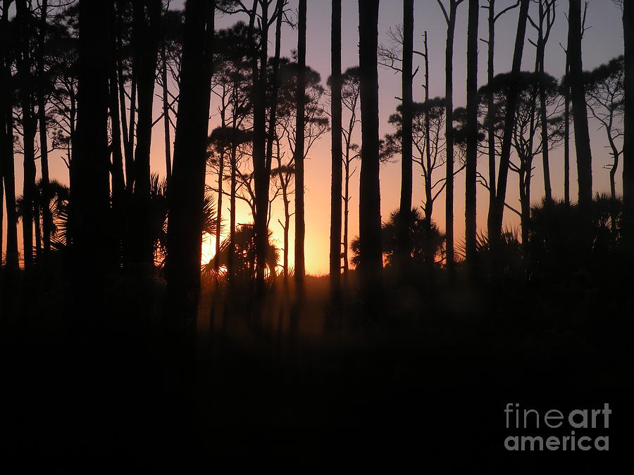 Sunset Thru the Pines III Port St Joseph Peninsula Photograph by Lora Duguay